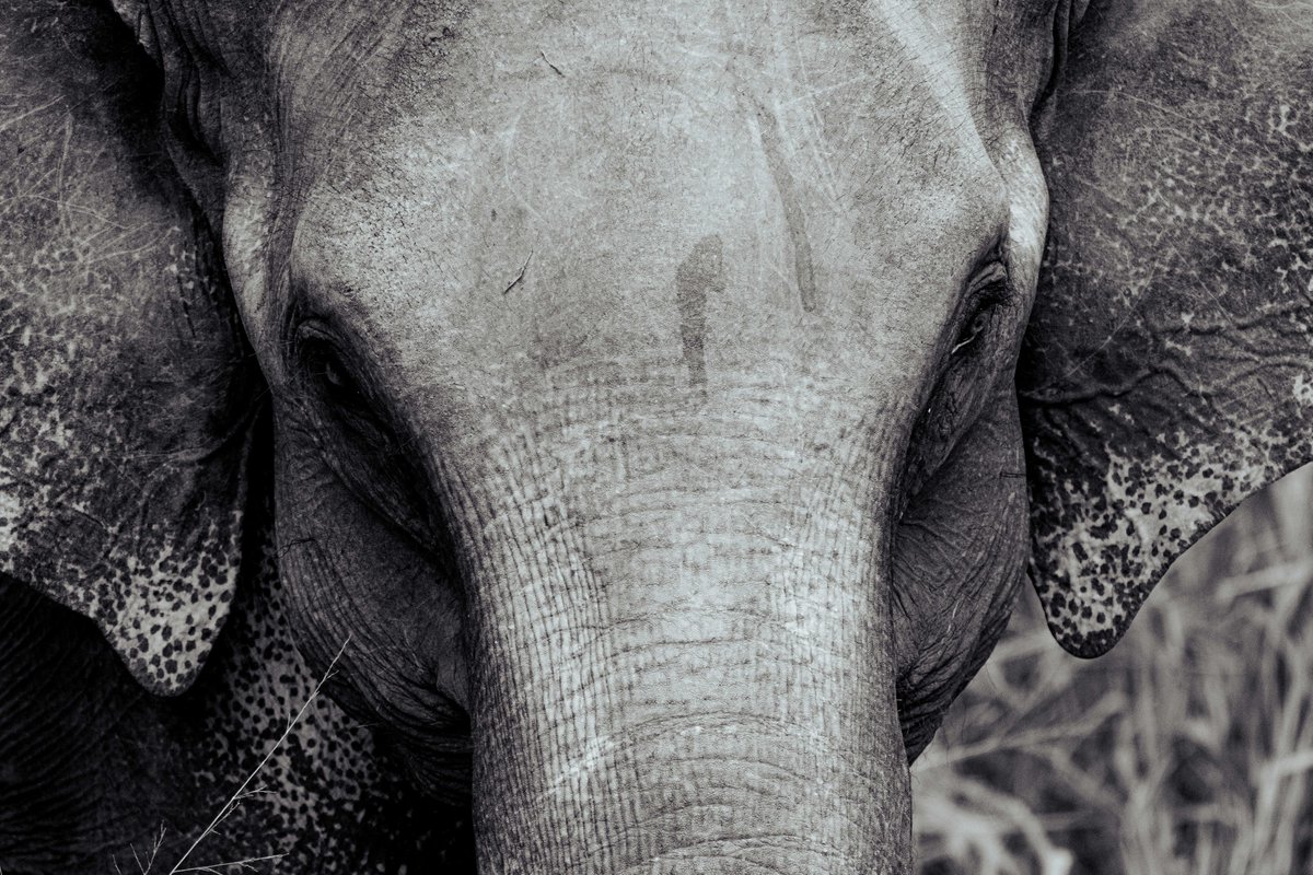 PDKImages's tweet image. When you see one of these magnicent animals, all you can do is watch........
#elephant #minneriya #srilanka #srilankanature #srilankawildlife #calm #beauty
@minneriyanationalpark