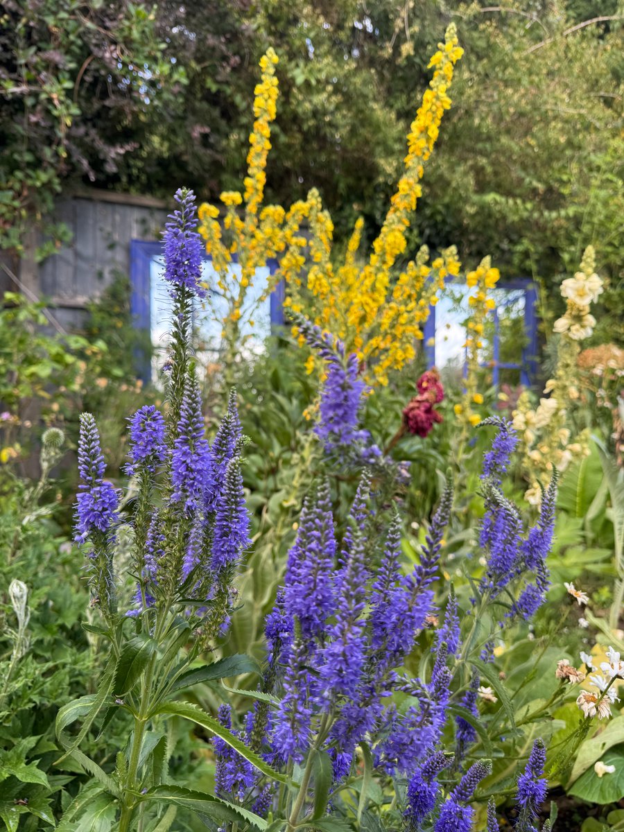 Little_Dale_WLG's tweet photo. Two weeks to go till our open garden weekend for @LeicsNGS on 5th &amp; 6th July 🌻🍰
https://t.co/1usFYmql9P... https://t.co/jAhLErMOLy