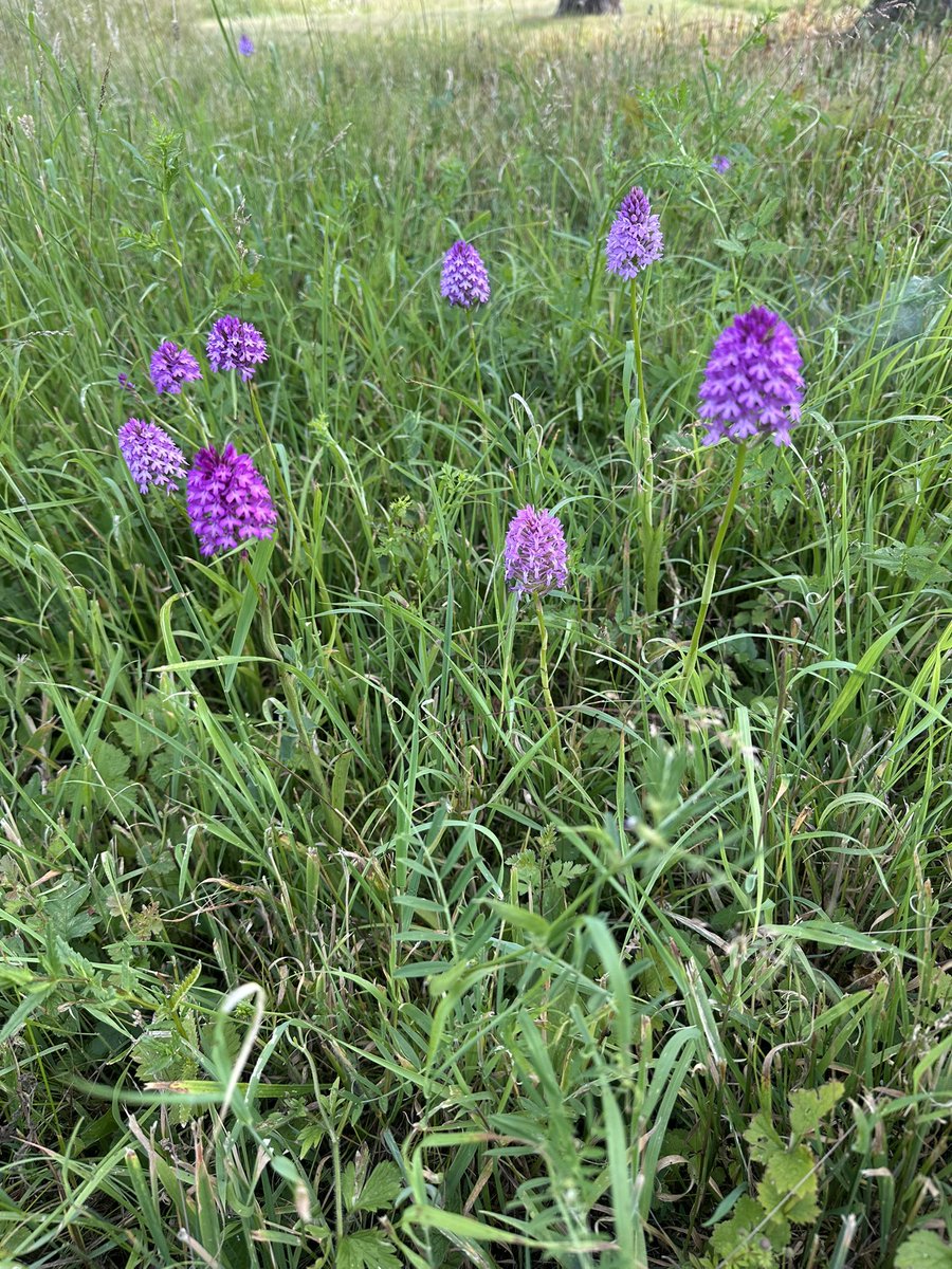 A great display of pyramidal orchids on my walk this afternoon on #SuffolkDay2025 and  you cannot beat the big open skies in beautiful #Suffolk