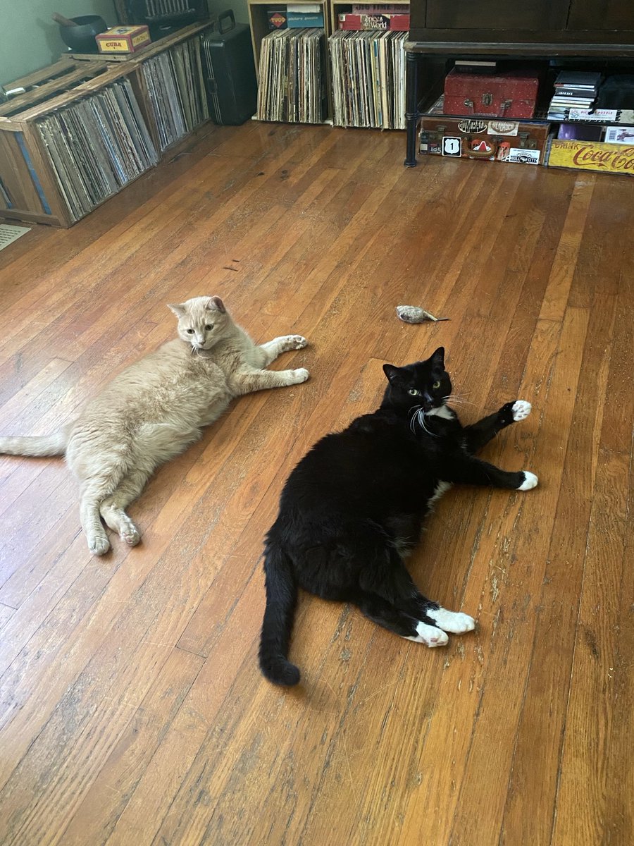 lisasorg (@lisasorg) on Twitter photo #caturday #caturday