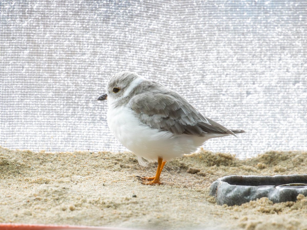 DYK: Late spring and summer are peak #ShorebirdBreeding seasons in New England!⛱️

Many species of shorebirds make their nests in the sand along the coast, so it's important to be aware when you're on the beach!

Tips to help protect marine life in summer: bit.ly/47w0qFw