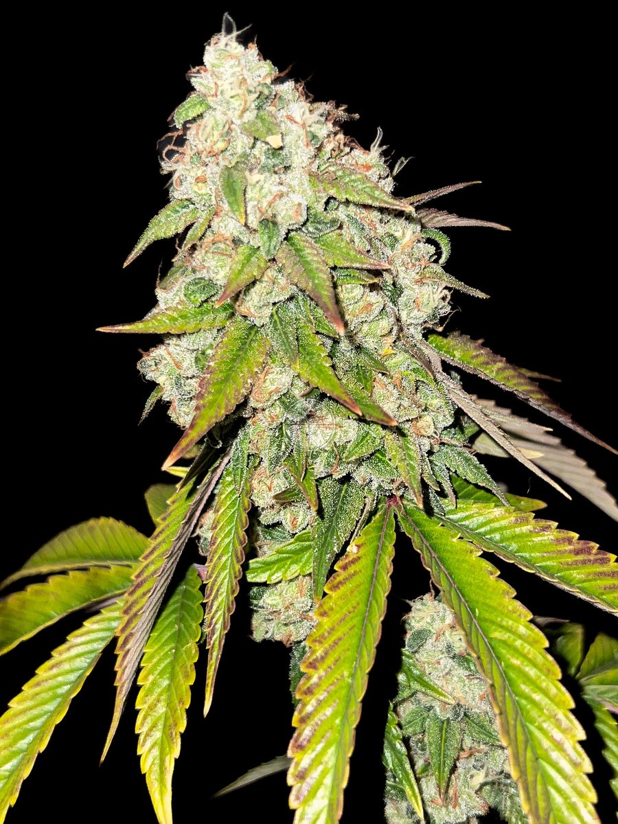 plantpreserver's tweet photo. Headband (Bloomington cut) 

Not the best run, not the worst. Had some watering issues but turned out pretty good nonetheless. 

#headband #bloomingtonheadband #canna #420community #dank #og https://t.co/5tBbQMLvty