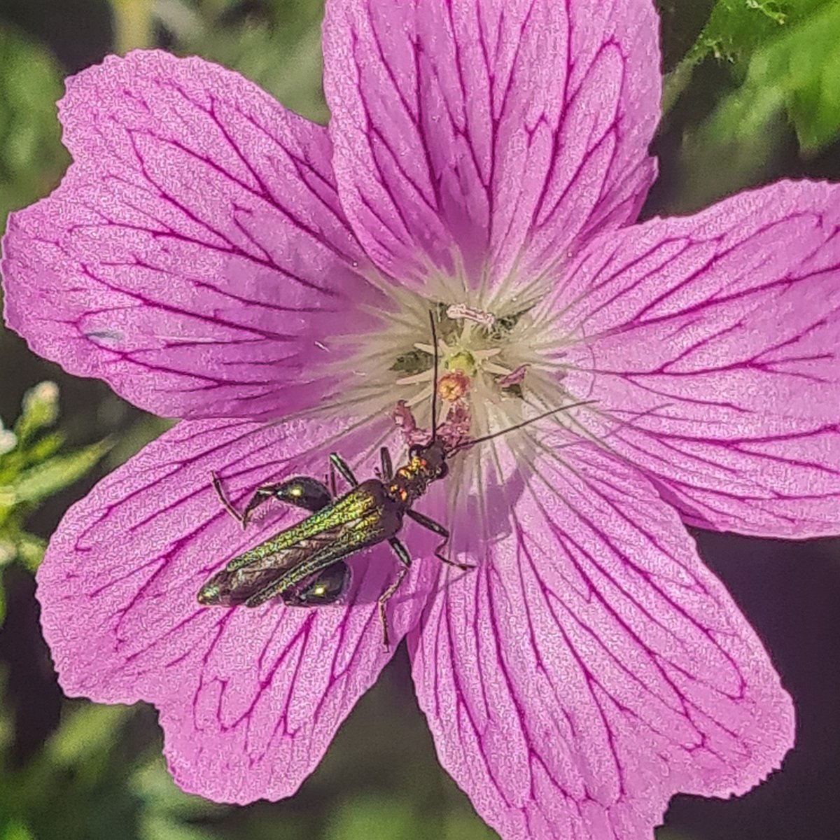 Crab spider and a pollen-feeding beetle, Oedemera nobilis.