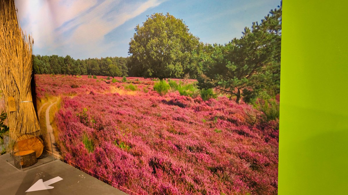 Vera Wandelt tweet media