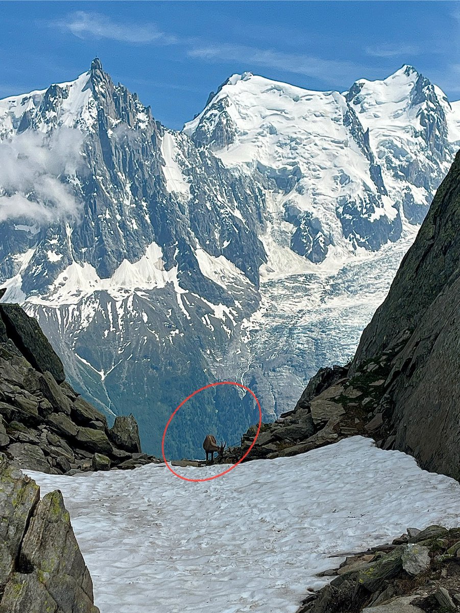 guidemark's tweet image. Spot the Ibex