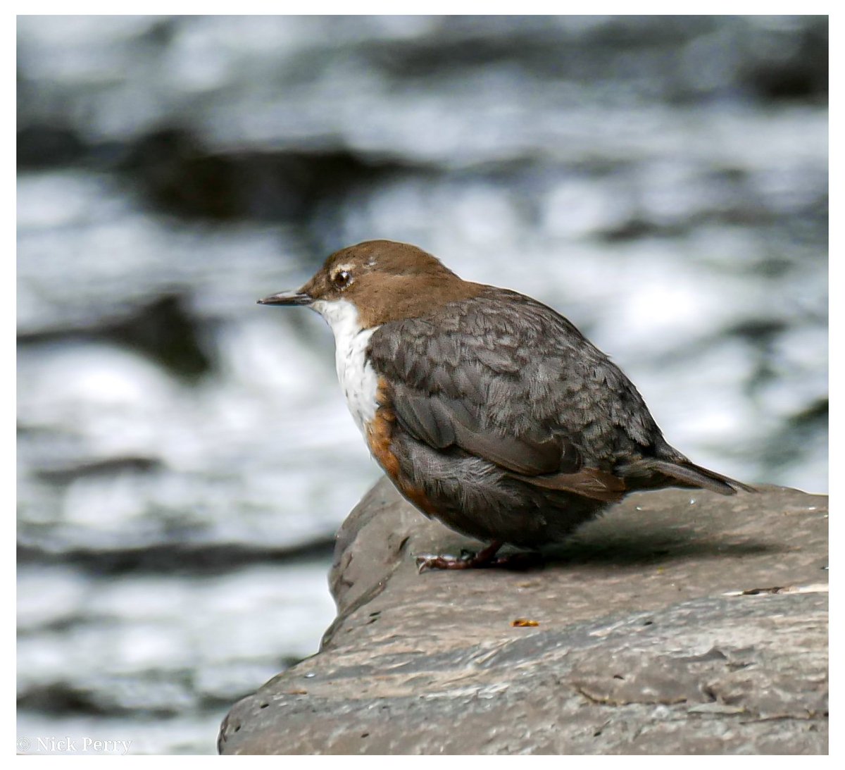 Finally caught up with the very round dipper on the Afon Sawdde🏴󠁧󠁢󠁷󠁬󠁳󠁿

#TwitterNatureCommunity 
#NaturePhotography #birding
#NatureTherapy