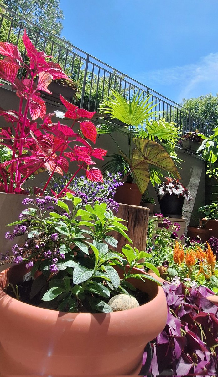 Explosion de couleurs vives en ce solstice d’été 2025🌞💐