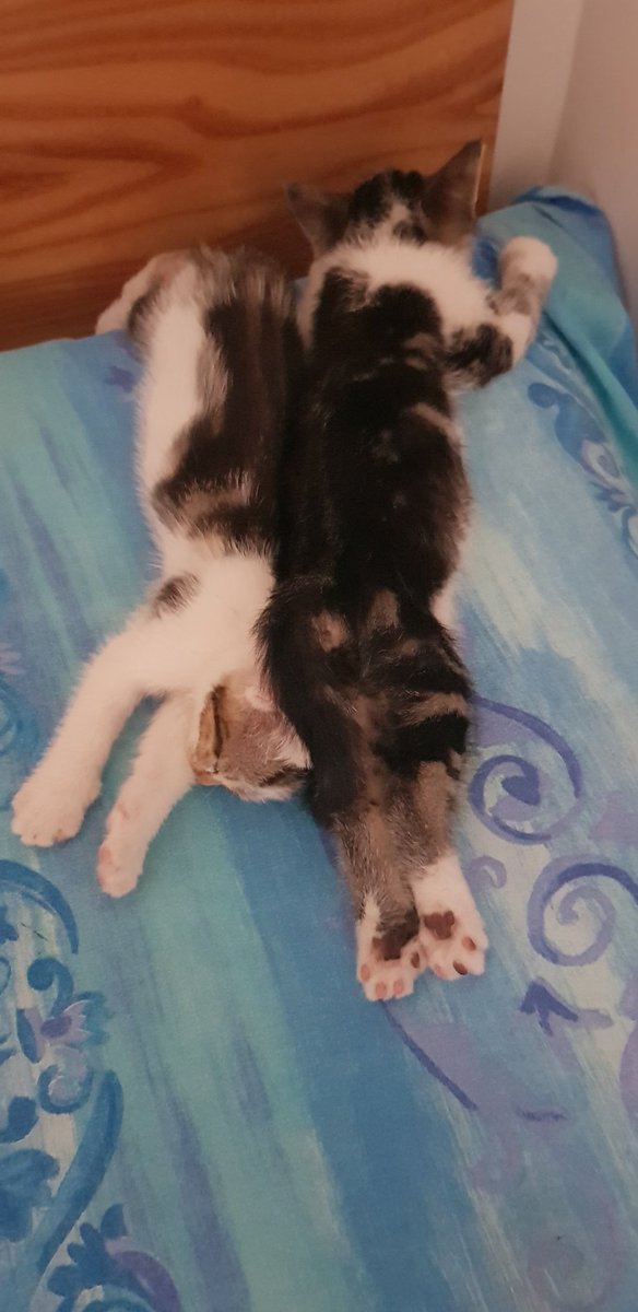 Gattine addormentatine 😽😴😹