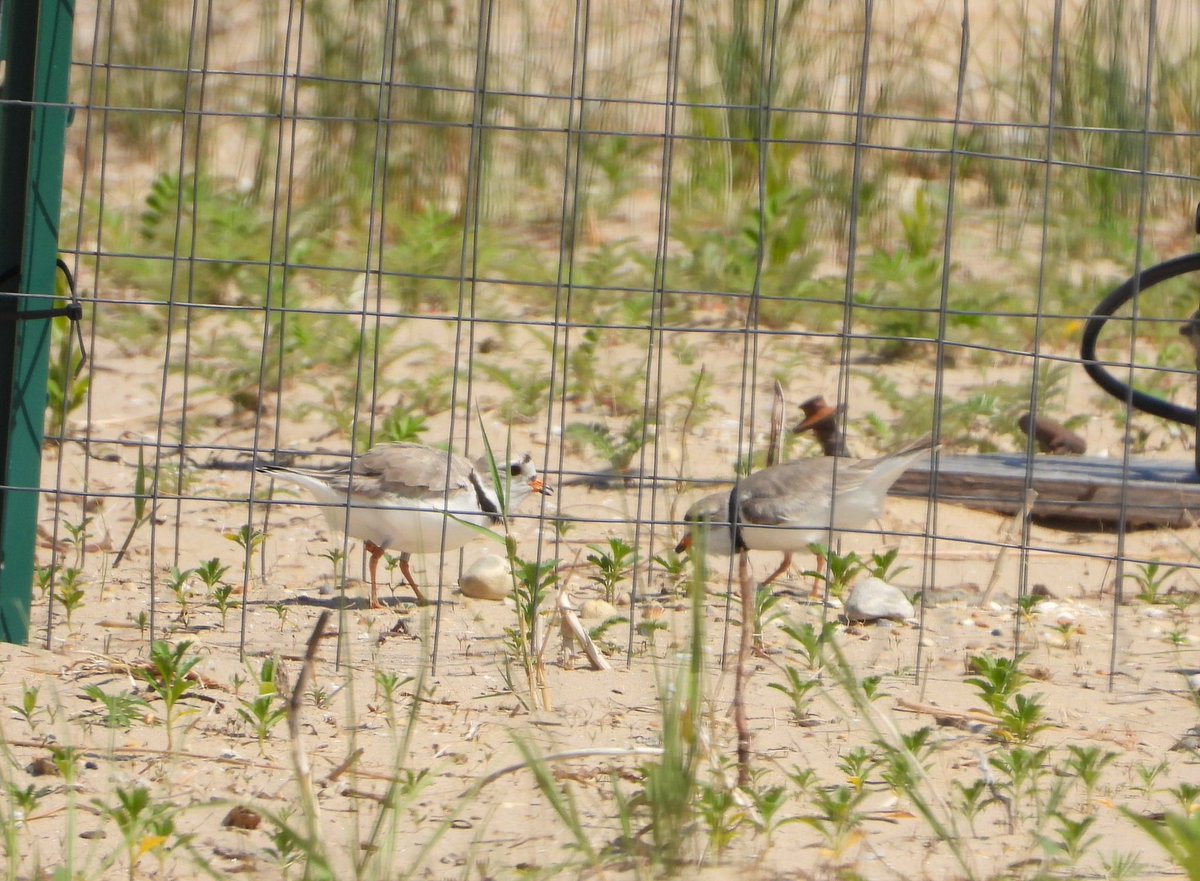 ChicagoPiping's tweet image. Yesterday was certainly exciting, wasn't it?! In the excitement and action, we did not issue a correction. 3 chicks hatched. The 4th egg was still being incubated. It is clear as of this AM, the 4th egg is not viable. Imani and Sea Rocket are focused on the 3 hatched chicks.
