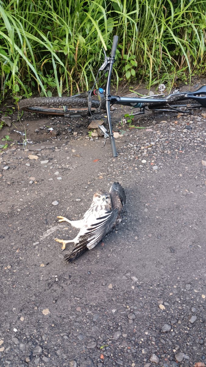11Douglas's tweet photo. @MedioAmbienteSV reportando Un gavilán Que está como golpeado. Zona Ciudad Mujer Santa Ana @BomberosSV https://t.co/ZTSrYrEm5m