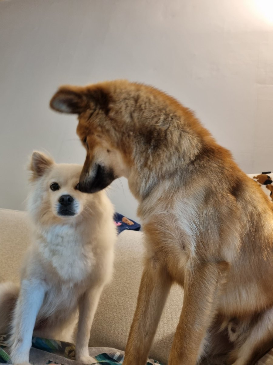 숑이쭈스 오늘 모두 만나서 어린이들같이 시끄럽게 놀았는데 쭈스가 너무 즐거워하고있어서 신기하고 귀여웠다 솜이는 그냥 잤다 애들 귀찮음ㅋㅋㅋ