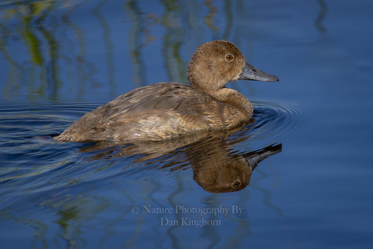 Let us see your reflections photographs !!