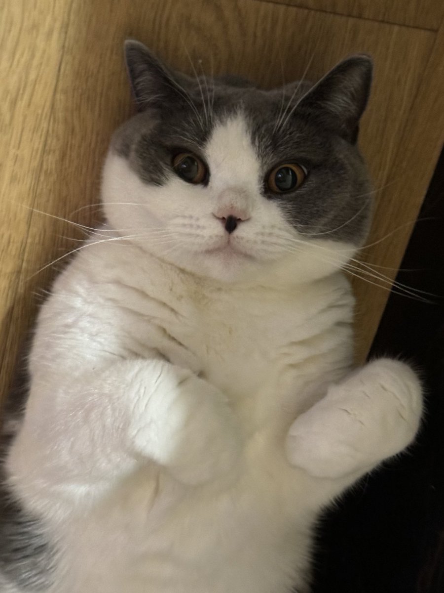 taemcatboy's tweet image. meow