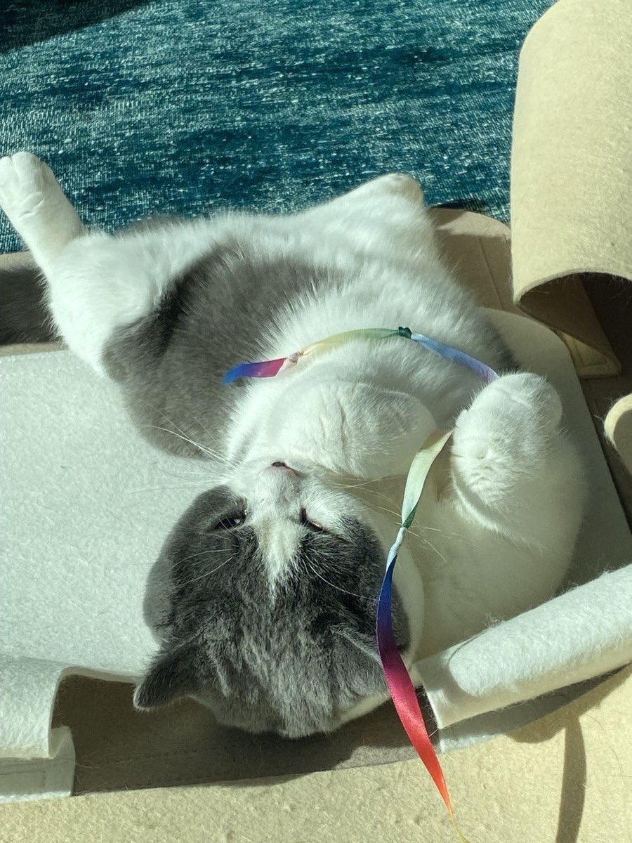 taemcatboy's tweet image. meow