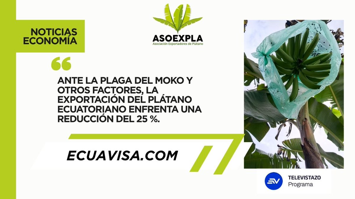 asoexpla's tweet image. 🎙️ Nuestro director ejecutivo fue entrevistado por @ecuavisanoticias sobre la situación del plátano en Ecuador.

Se analiza una baja del 25 %  en la oferta exportable por factores como el moko, condiciones climáticas recientes entre otros.

🔗 ecuavisa.com/noticias/econo…

#Asoexpla