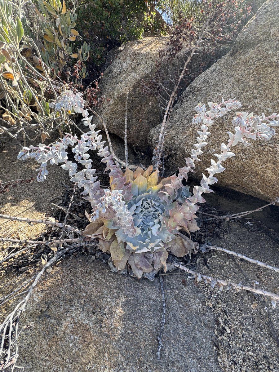 Dudleya pulverulenta on a saprolitic tonalite in Southern California.