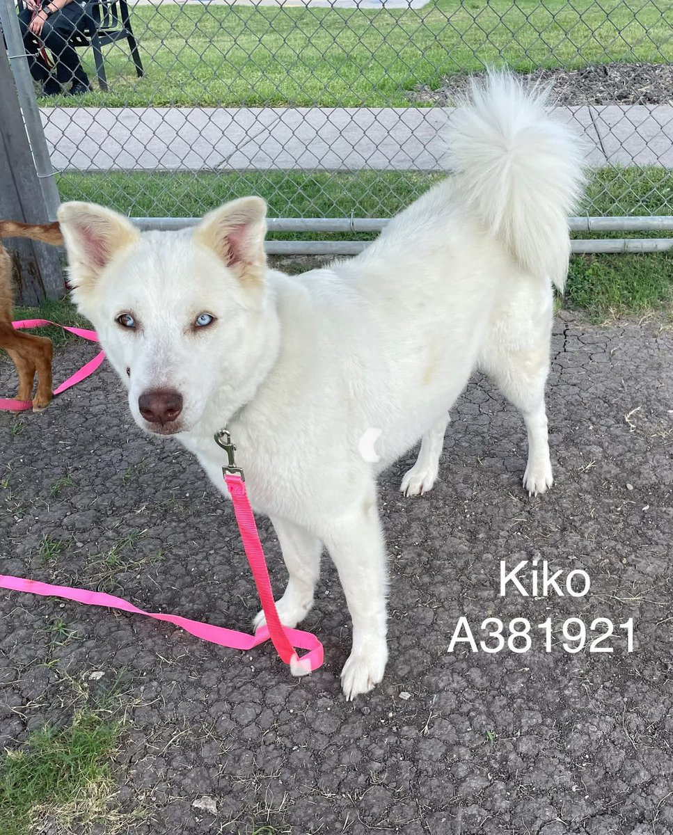 Sisters KIKO #A381921 5yo &amp; HARKO #A381923 3yo 
Adorable Husky-mixes,KIKO with her stunning eyes,HARKO with her glorious smile!
Healthy,adorable,extremely loving,they would love to b together if possible or separate 
PLZ #ADOPT #FOSTER OR #PLEDGE FOR RESCUE 🛟 #CorpusChristi