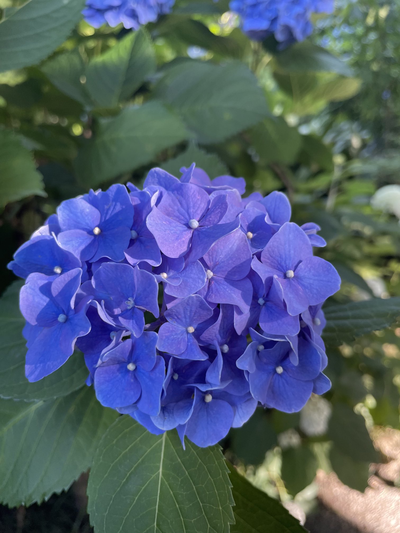 リンゼアナ畑❤️セット❤️ Pickup 全ての商品 – 植物家族