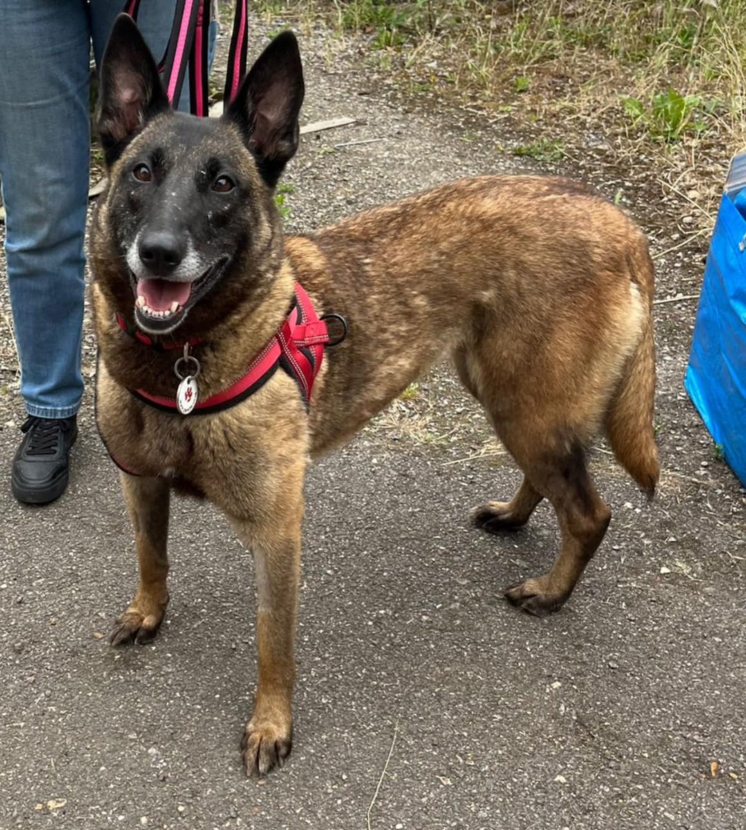 Esme is 4yrs old and she is a funny and cheeky girl who loves to learn, Esme can live with older kids and enjoys playing with the other large breed #dogs at the kennels but isn't keen on small dogs 
#GermanShepherd #Essex
gsrelite.co.uk/esme-2/