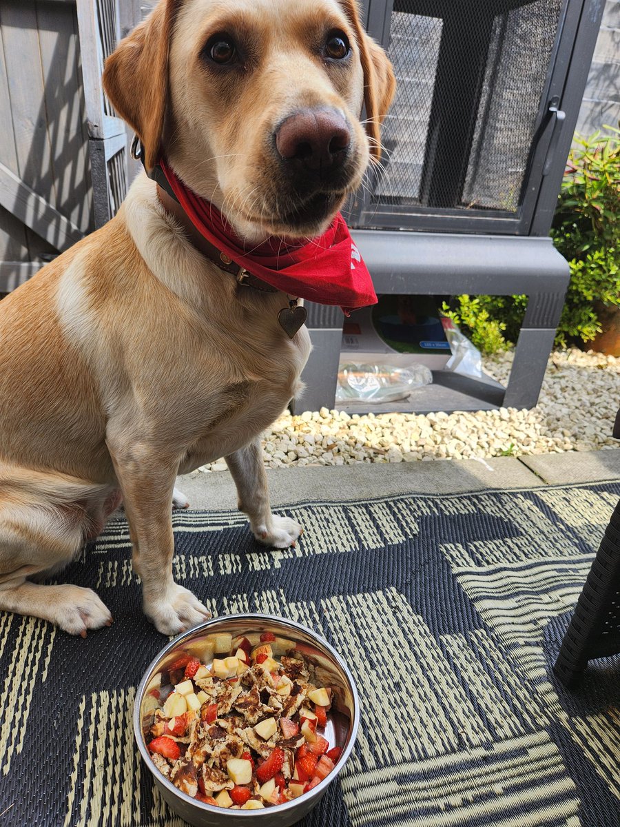 RubyxVakyries's tweet image. Bananas pancakes, apples &amp;amp; strawberries😍

The face of ; &quot;Give me the release command, please please! Hurry up &amp;amp; give me the gi ahead mamma ! &quot; 

The Queens day if recharging
#servicedogs