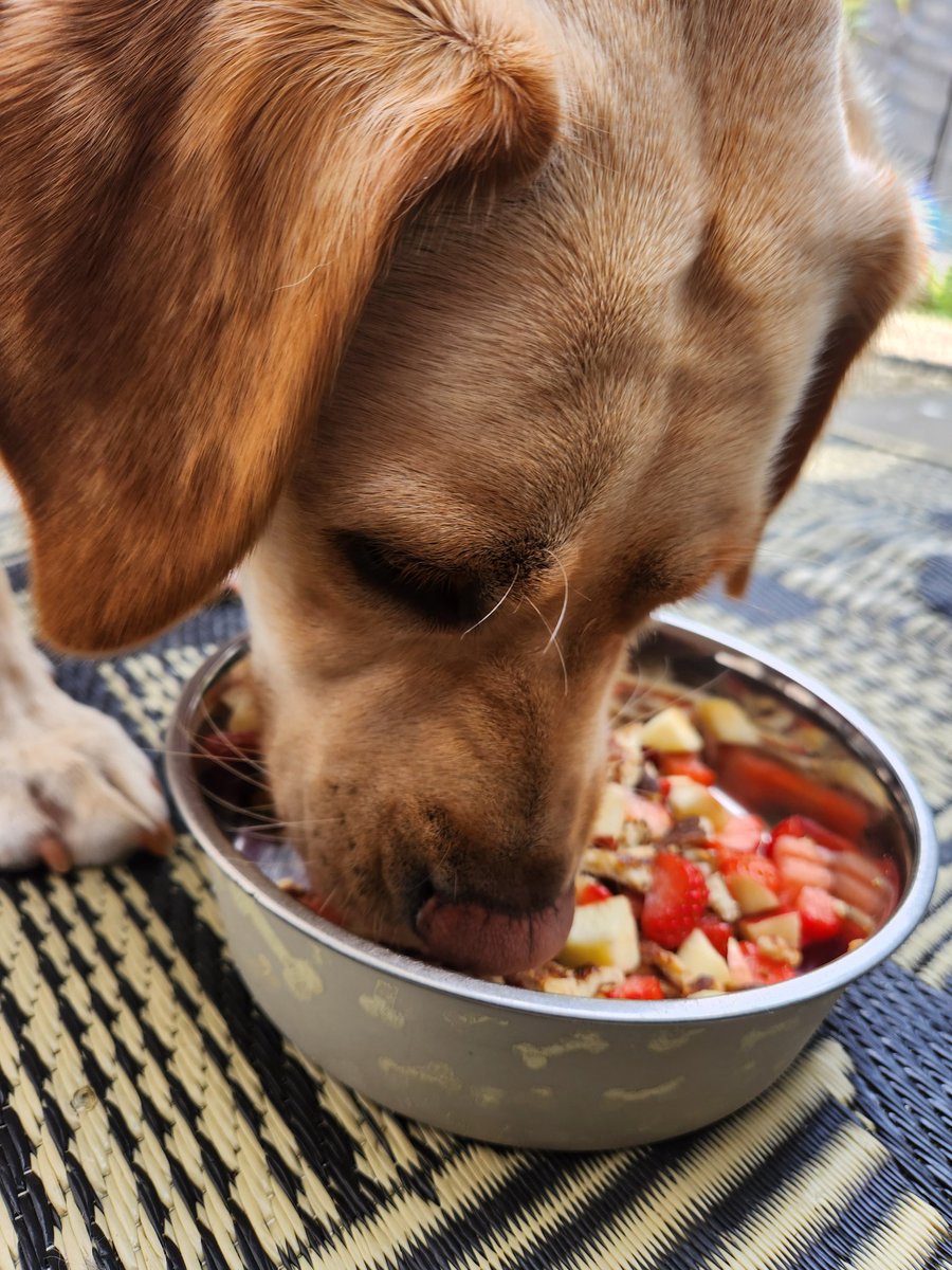 RubyxVakyries's tweet image. Bananas pancakes, apples &amp;amp; strawberries😍

The face of ; &quot;Give me the release command, please please! Hurry up &amp;amp; give me the gi ahead mamma ! &quot; 

The Queens day if recharging
#servicedogs
