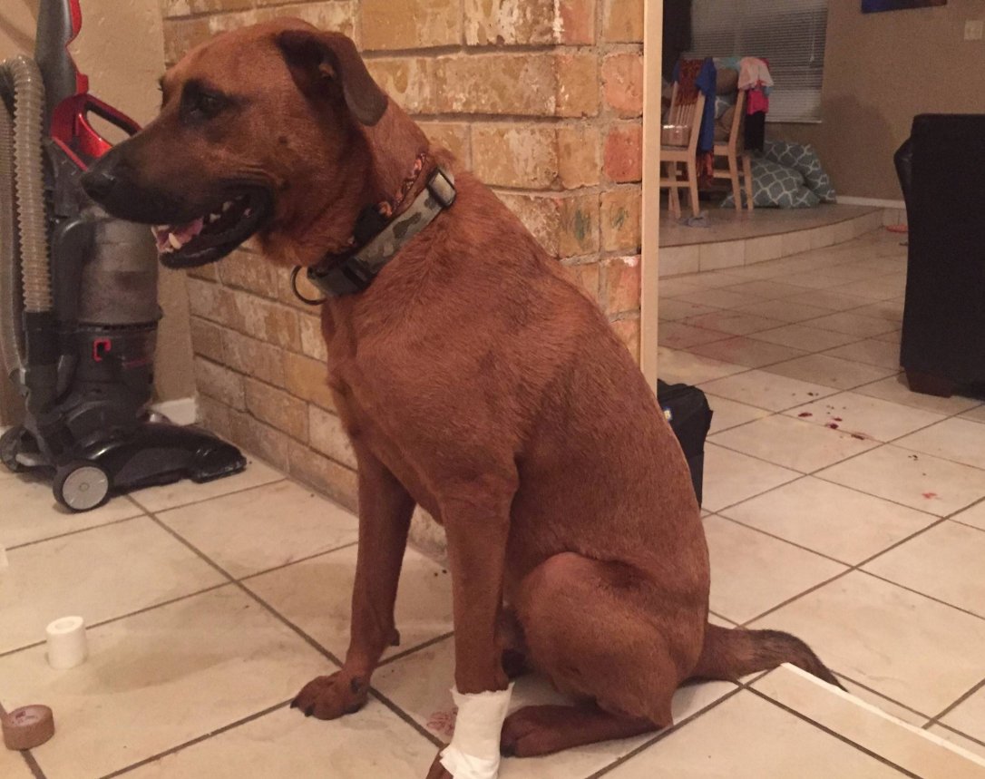Our adopted mutt protected us from an intruder last night, is having minor surgery today.
Last night, someone tried to break into our home. We were in bed when we heard the window in our room shatter. Our dog jumped off the bed and ran across the room and leaped through the