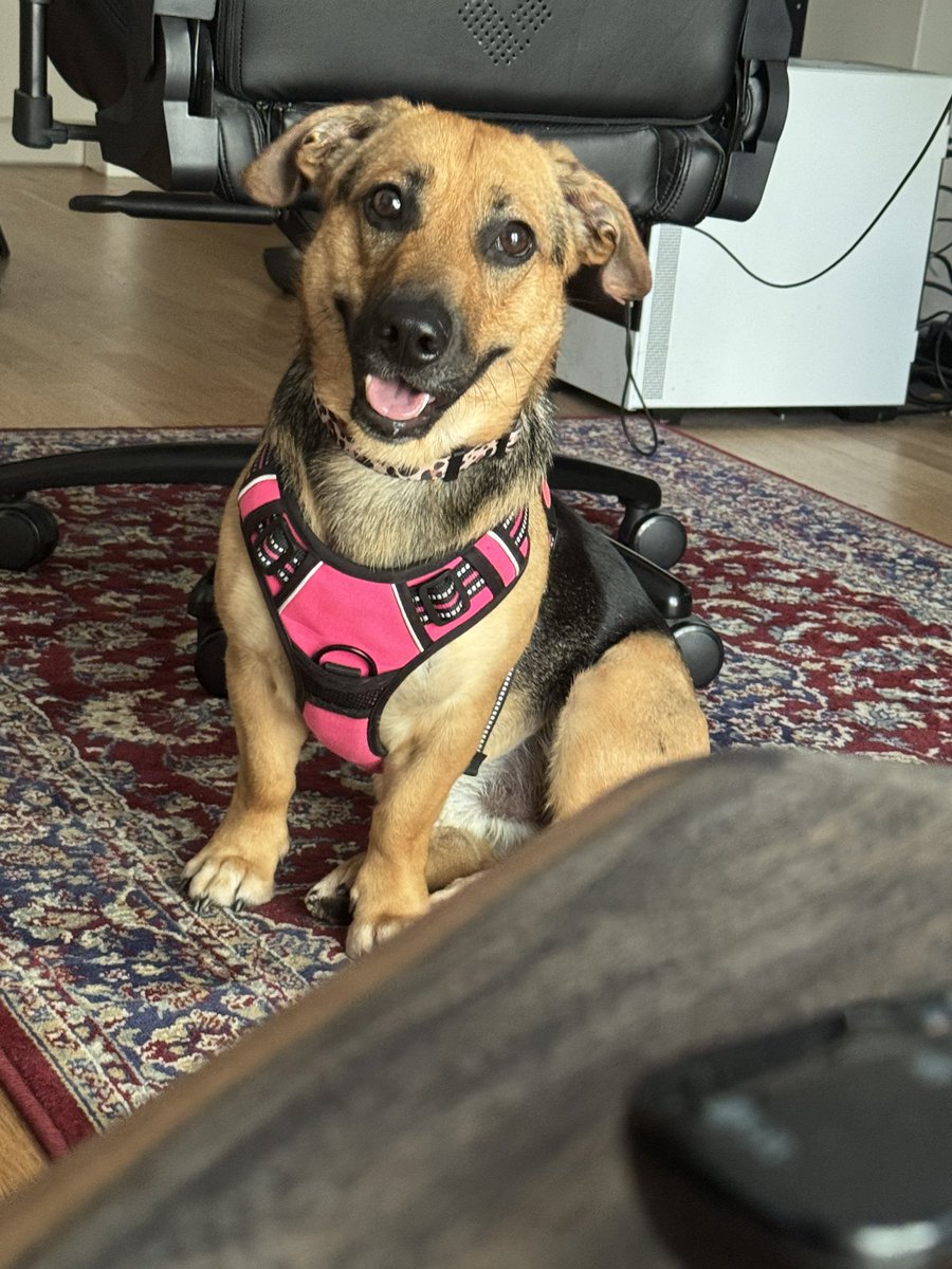 Kalle Koschinsky tweet media