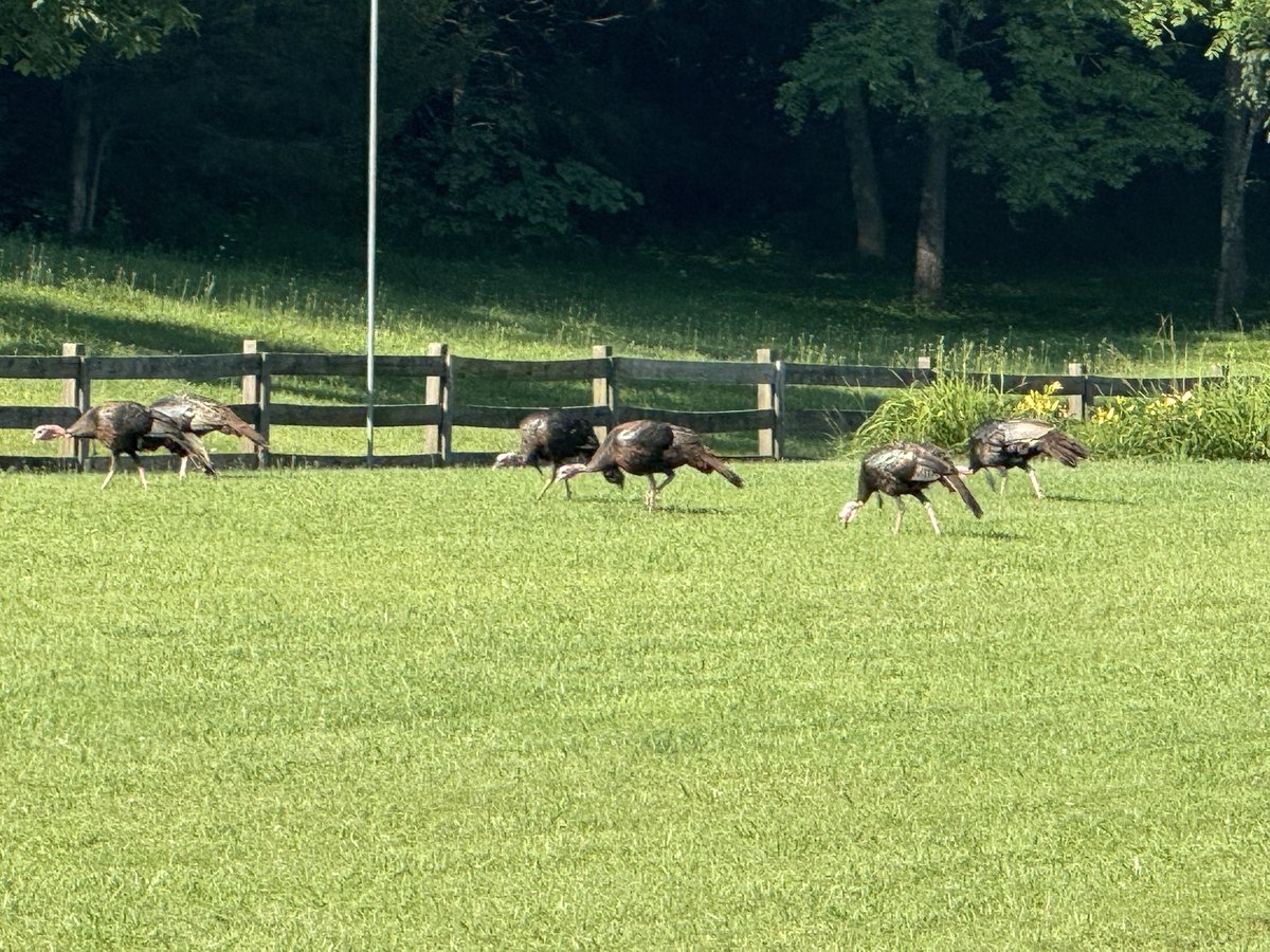 Mayor_Blakely's tweet image. Baby ostriches have been spotted in greater downtown Maynardville. Don’t tell me they are turkeys. I know what I have.