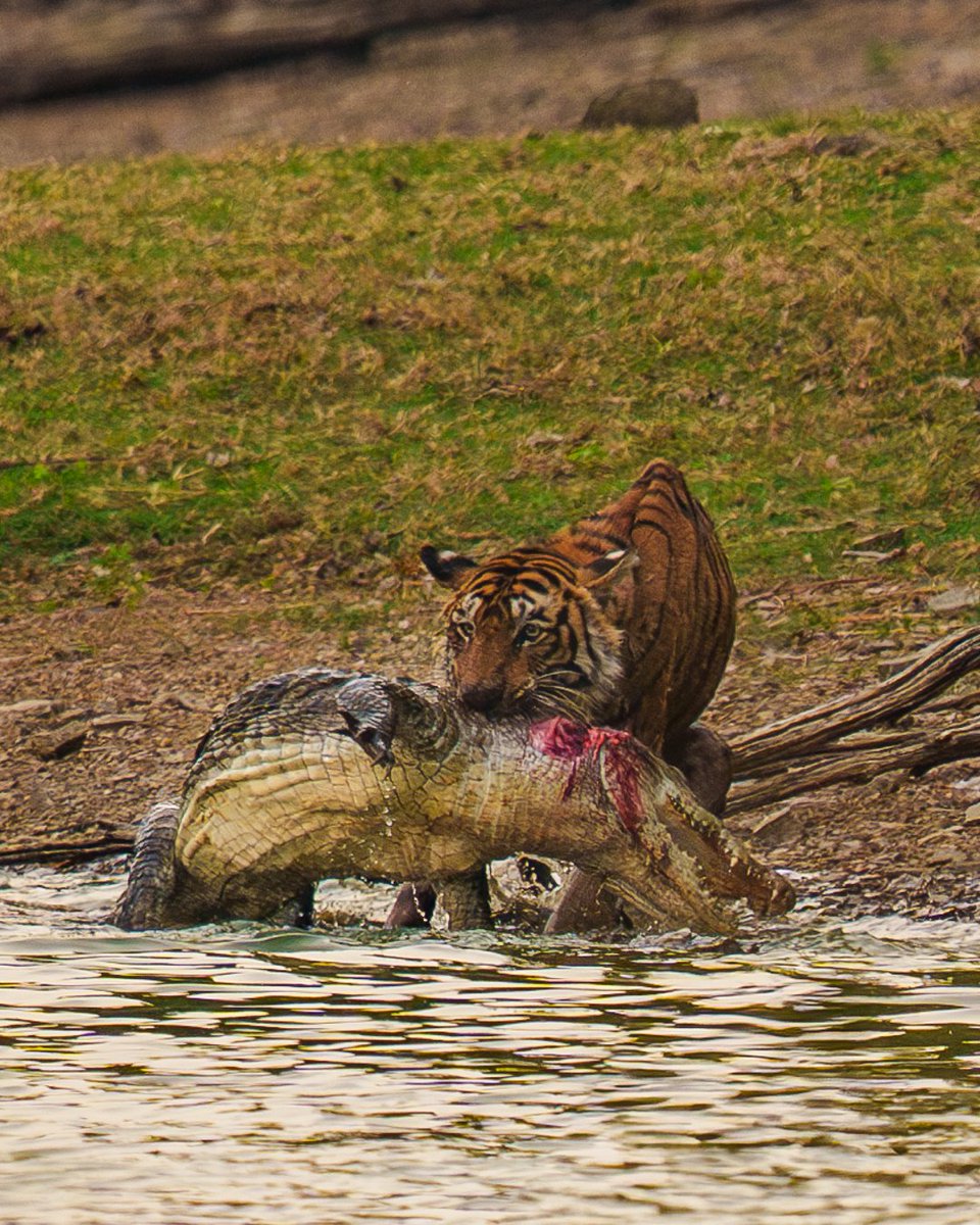 theEcoglobal's tweet photo. #Tigress T-84, famously known as #Arrowhead for her #crocodile hunting skills and distinctive arrow-shaped mark, has died in #Ranthambore Tiger Reserve at the age of 11.
She is the granddaughter of the legendary tigress #Machli (T-16).
Country: Sachi Rai https://t.co/TRl3oklGRD
