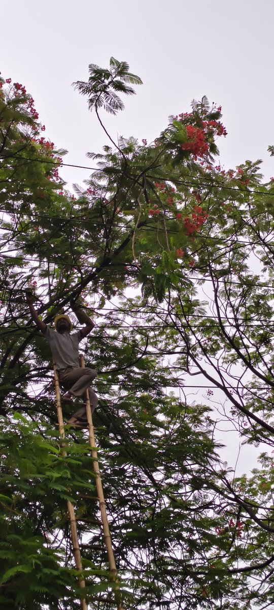 PUVVNL Varanasi (@puvvnlvaranasi) on Twitter photo #Maintenance
#рд▓рдХреНрд╖реНрдп_24X7_рдЙрдкрднреЛрдХреНрддрд╛_рд╕реЗрд╡рд╛
рди.рд╡рд┐.рд╡рд┐.рдЦрдгреНрдб-рдордврд╝реМрд▓реА рд╡рд╛рд░рд╛рдгрд╕реА рдХреЗ рдбреАрдкреАрдПрдЪ рдЙрдкрдХреЗрдиреНрджреНрд░ рдХреЗ рдЕрдВрддрд░реНрдЧрдд рдХрд╛рд░реНрдорд┐рдХреЛрдВ рджреНрд╡рд╛рд░рд╛ рдУрд╡рд░рд╣реЗрдб рдХреЗ рддрд╛рд░реЛрдВ рдкрд░ рдкреЗрдбрд╝ рдХреА рдХрдЯрд╛рдИ рдПрд╡рдВ рдХреЗрдмрд▓ рдХреЛ рдЯрд╛рдИрдЯ рдХрд┐рдпрд╛ рдЧрдпрд╛ред рдЬрд┐рд╕рд╕реЗ рд╕реНрдкрд╛рд░реНрдХрд┐рдВрдЧ рд╕реЗ рдХреЛрдИ рдЖрдЧ рдирд╣реАрдВ рд▓рдЧреЗред
<a href="/aksharmaBharat/">A K Sharma</a> <a href="/ChairmanUppcl/">Chairman Uppcl</a> <a href="/mduppcl/">MDUPPCL</a>
<a href="/UPPCLLKO/">UPPCL</a> <a href="/PuVVNLHQ/">Purvanchal Vidyut Vitaran Nigam Limited</a> #Maintenance
#рд▓рдХреНрд╖реНрдп_24X7_рдЙрдкрднреЛрдХреНрддрд╛_рд╕реЗрд╡рд╛
рди.рд╡рд┐.рд╡рд┐.рдЦрдгреНрдб-рдордврд╝реМрд▓реА рд╡рд╛рд░рд╛рдгрд╕реА рдХреЗ рдбреАрдкреАрдПрдЪ рдЙрдкрдХреЗрдиреНрджреНрд░ рдХреЗ рдЕрдВрддрд░реНрдЧрдд рдХрд╛рд░реНрдорд┐рдХреЛрдВ рджреНрд╡рд╛рд░рд╛ рдУрд╡рд░рд╣реЗрдб рдХреЗ рддрд╛рд░реЛрдВ рдкрд░ рдкреЗрдбрд╝ рдХреА рдХрдЯрд╛рдИ рдПрд╡рдВ рдХреЗрдмрд▓ рдХреЛ рдЯрд╛рдИрдЯ рдХрд┐рдпрд╛ рдЧрдпрд╛ред рдЬрд┐рд╕рд╕реЗ рд╕реНрдкрд╛рд░реНрдХрд┐рдВрдЧ рд╕реЗ рдХреЛрдИ рдЖрдЧ рдирд╣реАрдВ рд▓рдЧреЗред
<a href="/aksharmaBharat/">A K Sharma</a> <a href="/ChairmanUppcl/">Chairman Uppcl</a> <a href="/mduppcl/">MDUPPCL</a>
<a href="/UPPCLLKO/">UPPCL</a> <a href="/PuVVNLHQ/">Purvanchal Vidyut Vitaran Nigam Limited</a>