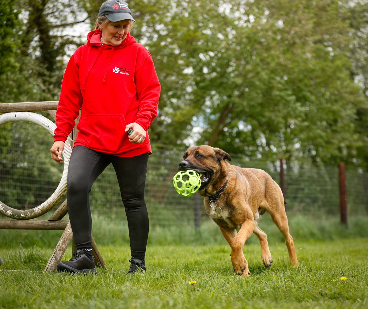 Frank will be 2 in Sept and this gentle giant loves to be with his humans, Frank can live with older kids and is building up his confidence with other #dogs as he can be scared of them 
#GermanShepherd #Notts 
gsrelite.co.uk/frank-3/