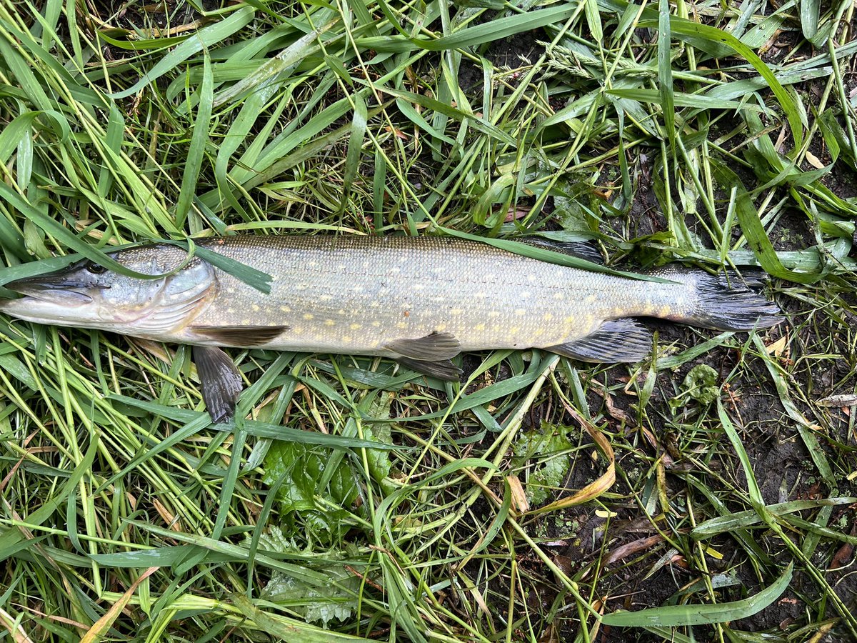 Great mornings fishing
