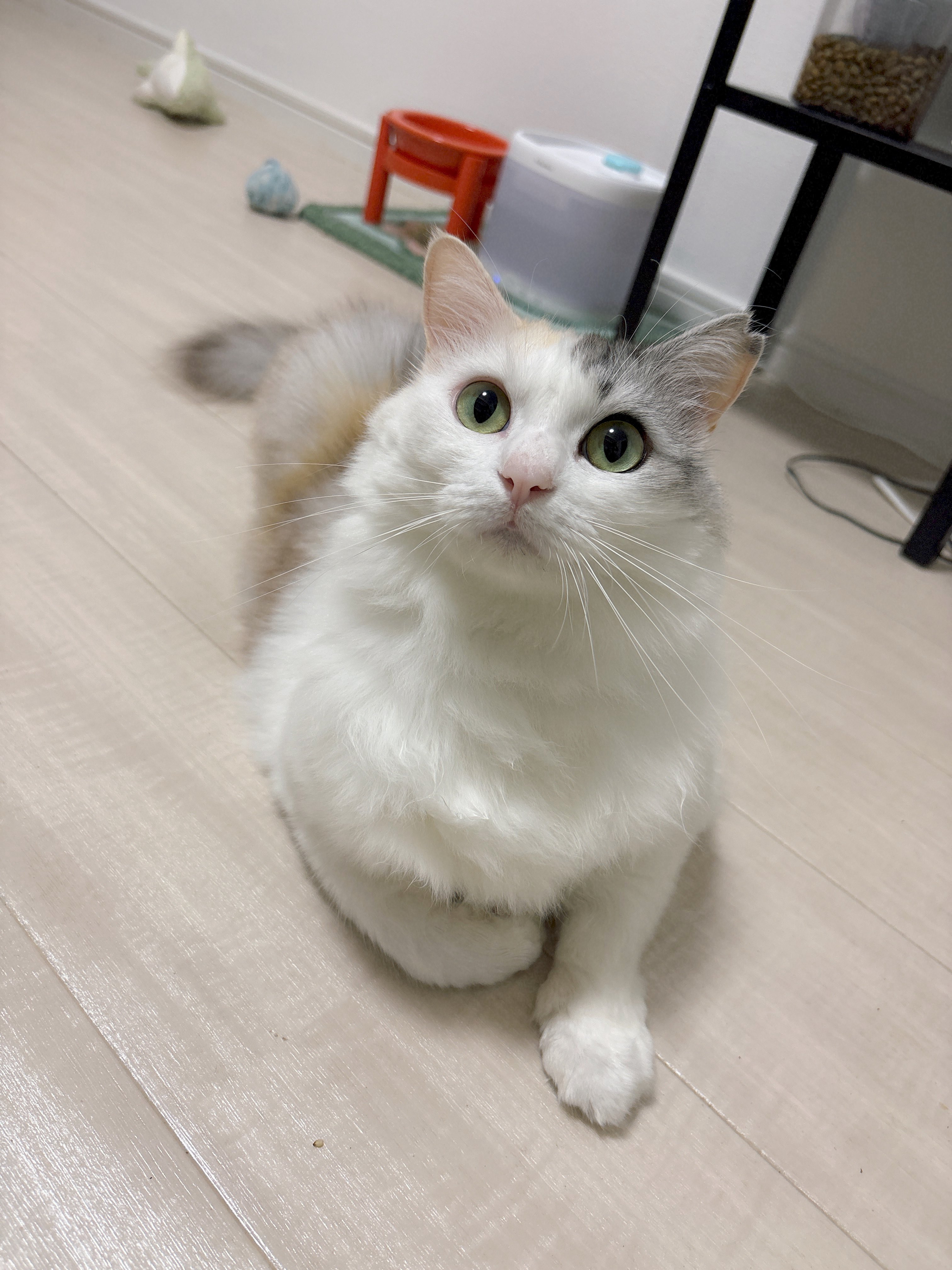 ねこのパワー on X: 