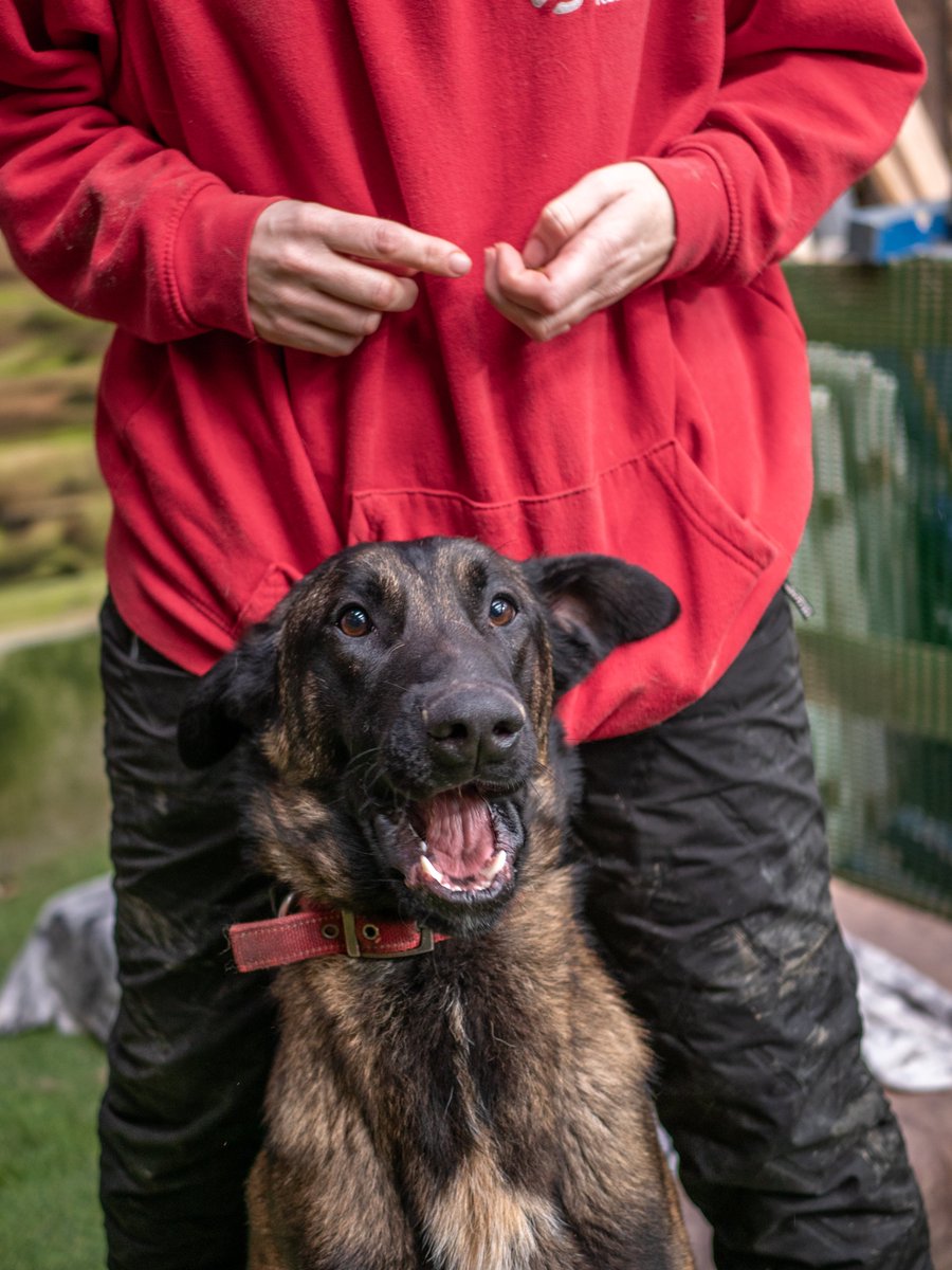 Winston is 19mths old and this lad is a total goofball with zero spacial awareness, Winston can live with older kids and is working on his doggy manners with the help of the #Cornwall kennels 
#dogs #GermanShepherd 
gsrelite.co.uk/winston-5/