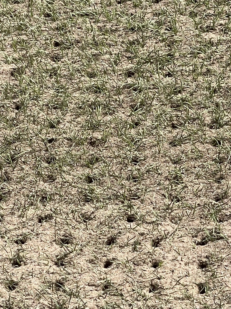 WASNAPPER's tweet image. Mr Fender done &amp;amp; dusted, now the ground staff working hard on getting the new pitch immaculate again for next season
