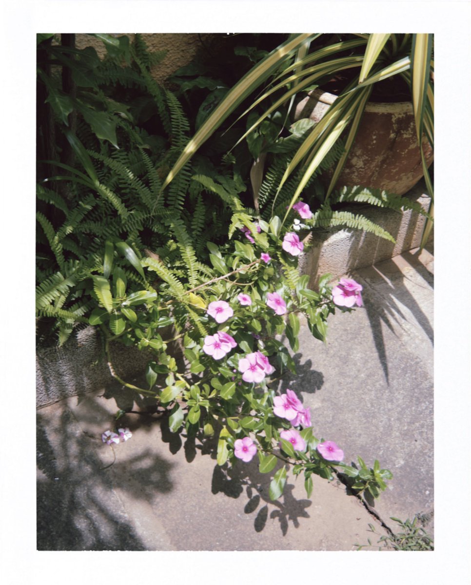 bandarratandcat's tweet photo. bengaluru 🌸 https://t.co/Usxz01Tg9l
