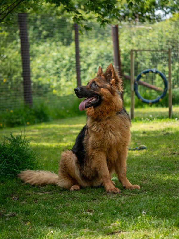 Louie is 2yrs old and he can live with older kids, Louie can be a nervous boy around people so will need a home that understands and can work with this issue please 
#dogs #GermanShepherd #Cornwall 
gsrelite.co.uk/louie-5/