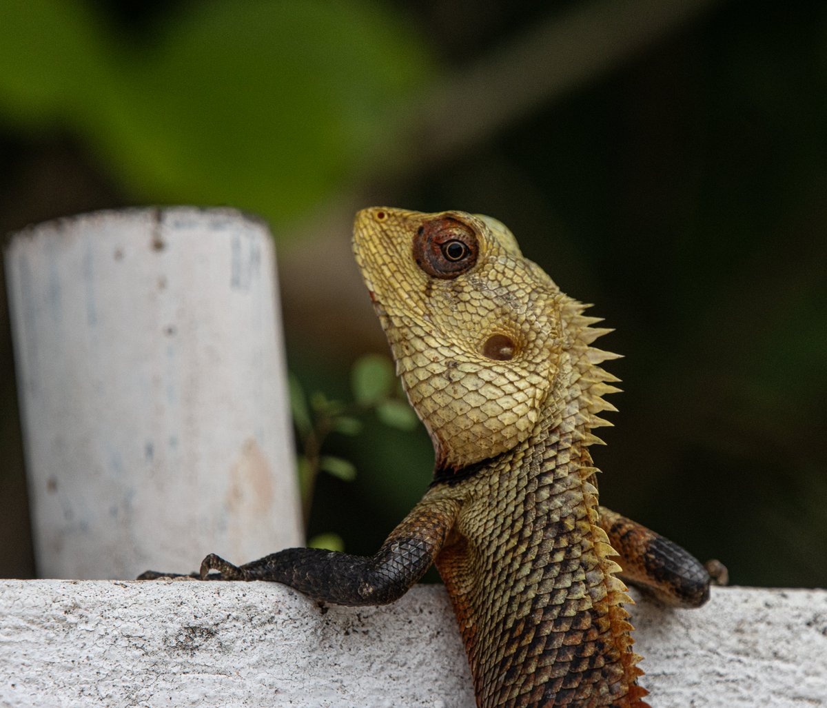 PDKImages's tweet image. If you are going to be a Lizard, be the most Lizardy Lizard you can be.....
#srilanka #srilankanwildlife #lizard #nature#punkrock