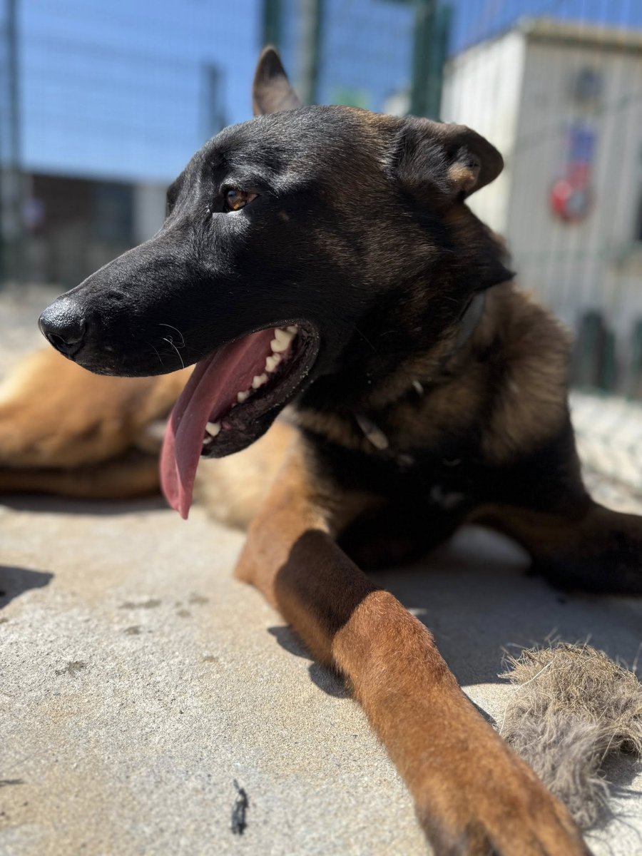 Cadan is 15mths old and this lad has been let down by a long list of people! Since being at our #Cornwall kennels Cadan has thrived, he can live with older kids and needs careful intros to other #dogs 
#GermanShepherd 
gsrelite.co.uk/cadan/