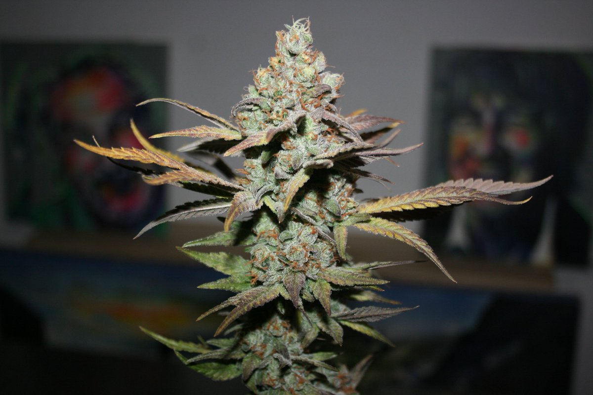 Casey Kush #1 (Comeback Kush #71 x Casey Jones) fem seeds available soon on truecannagenetics.com