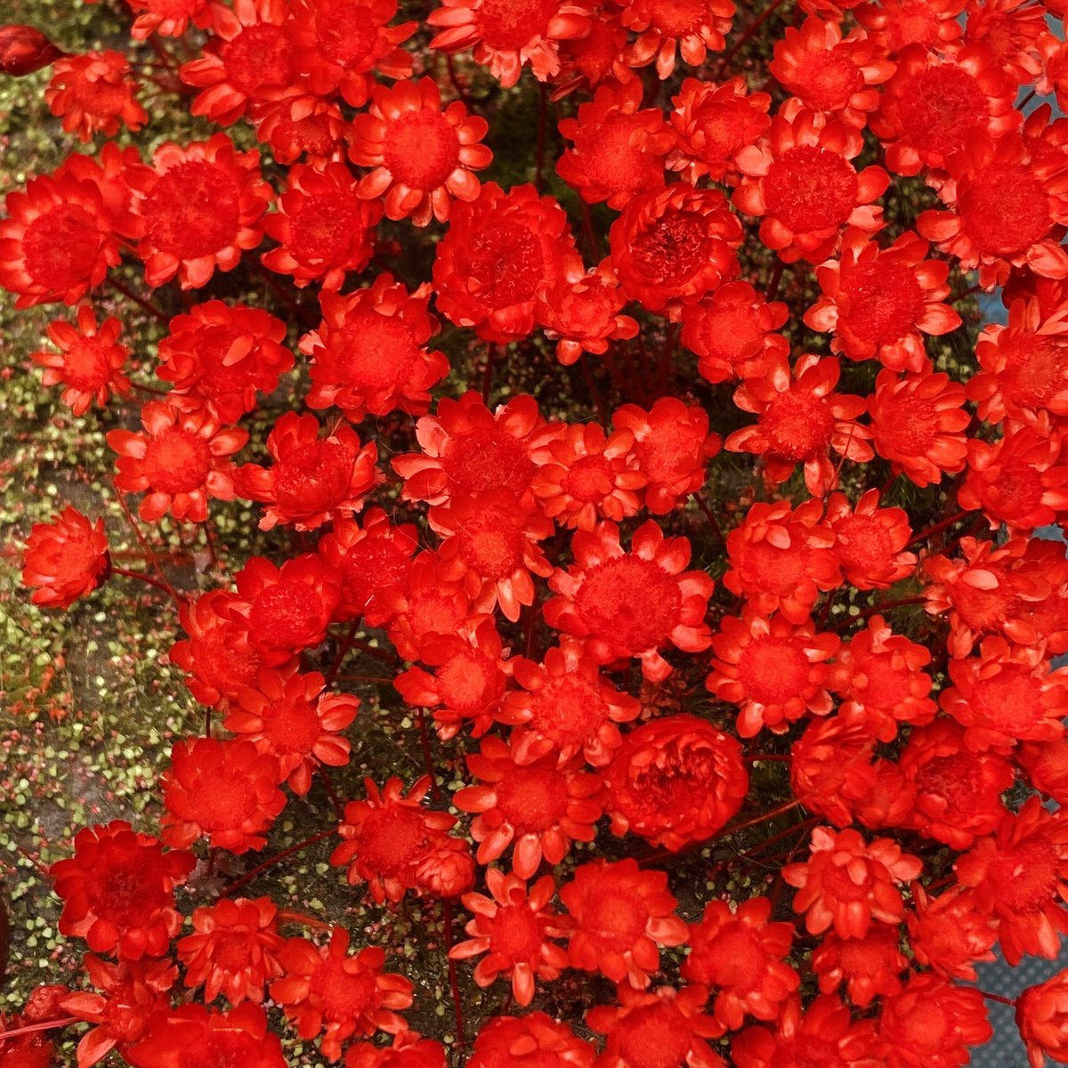 「すべてを忘れ、眠れ」
紅の花びら舞い散るそこにいたのは、あの彼女だったーー

原型グリズリーパンダ様<a href="/GRIZZRYPANDA/">グリズリーパンダ‎</a>
シュネッケン完成しました。 
#パンダーフェスティバル3 で展示しますので是非見に来て下さい🥀
全筆塗り、花植え頑張りました！
卓番 D-01
なんしょん工房