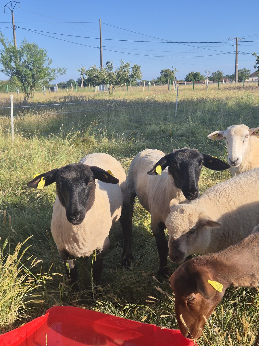 🚨Par ces fortes chaleurs, il est toujours bon de rappeler que la tonte est OBLIGATOIRE ! 🐑

#tonte #Agriculture #mouton #FrAgTw