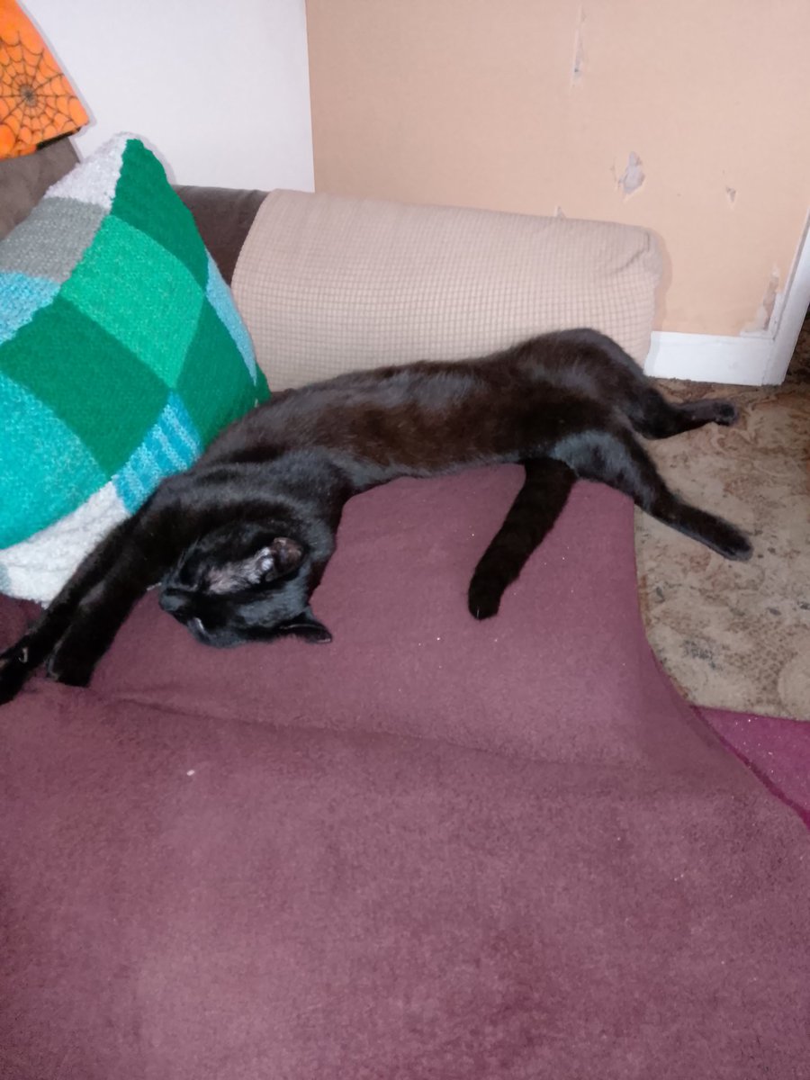 How much more comfy can Gus get!!!!