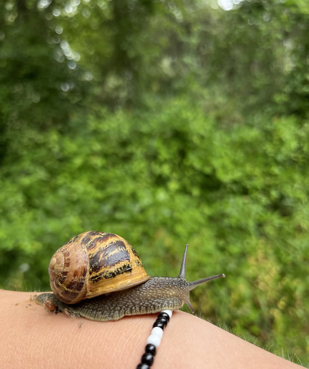 timidfaerie's tweet image. I introduce you to the snail I became friends with