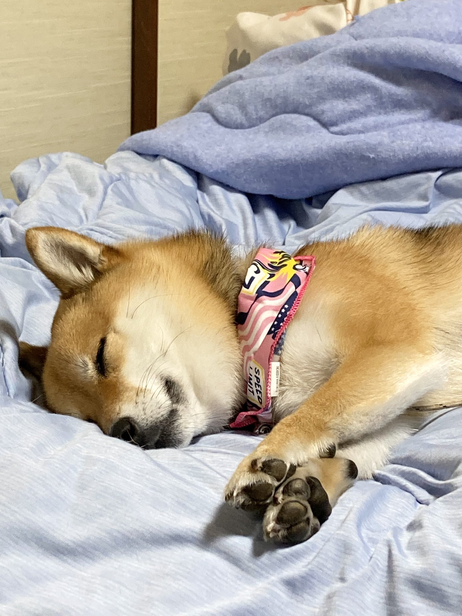 まめいぬ 柴犬 まひる (@koba33140716) / X