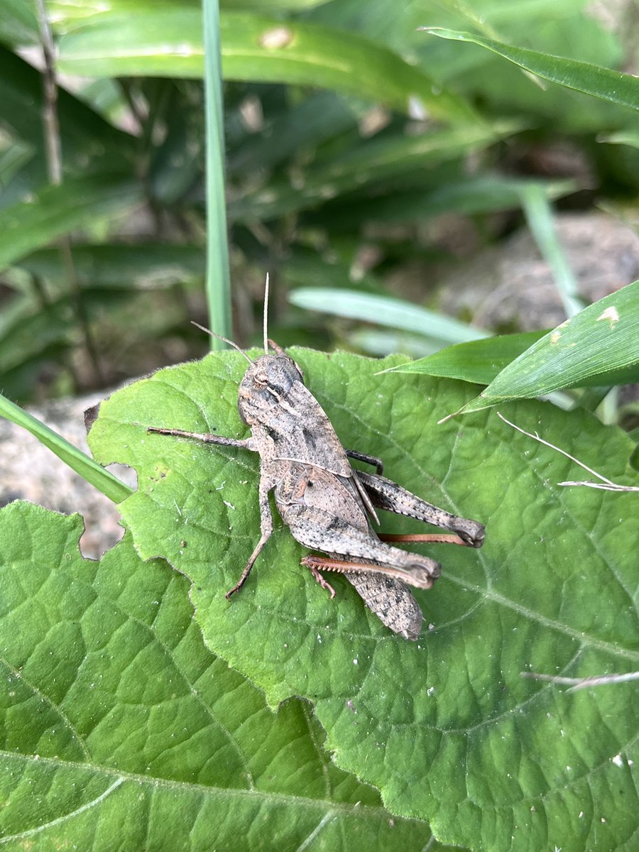 chokushi_bot's tweet image. 【クルマバッタ(幼虫)】
春〜夏に成虫同様の環境で見られます。
トノサマバッタより前胸背板上縁(頭の後ろの筋)が丸みを帯びており、あちらのような凹みはありません。
クルマバッタモドキの幼虫とは前胸背板上縁の盛り上がりが大きい点等で区別します。
(1: 1齢、2:中齢褐色、3:中齢緑色、4:終齢褐色)