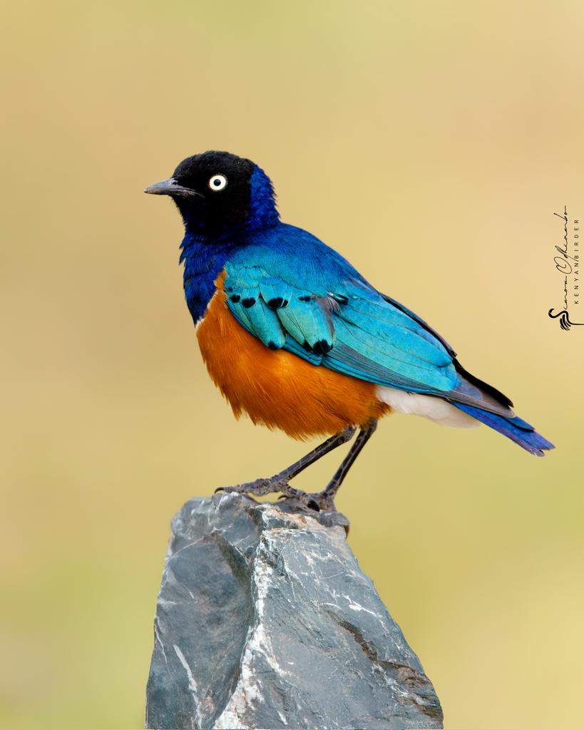 Kenyabirder's tweet image. Superb Starling in Machakos