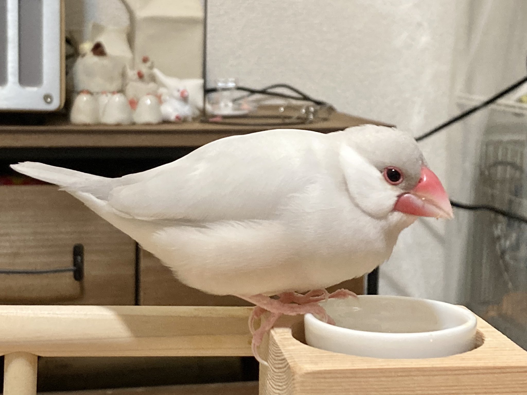 本店は リピーター様⭐︎むつ文鳥様専用 さよなら その他 - その他