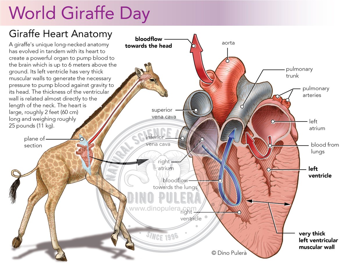 Happy World Giraffe Day!

The giraffe’s icon long neck has evolved in tandem with its heart to create a powerful organ that generates enough pressure to pump blood to its brain.

#WGD #Giraffe #SciArt, #ScientificIllustration,  #AnimalAnatomy, #anatomy, #WorldGiraffeDay