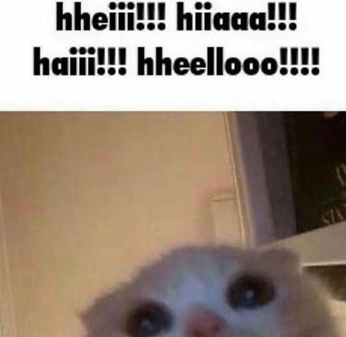 TweetsOfCats's tweet image. 